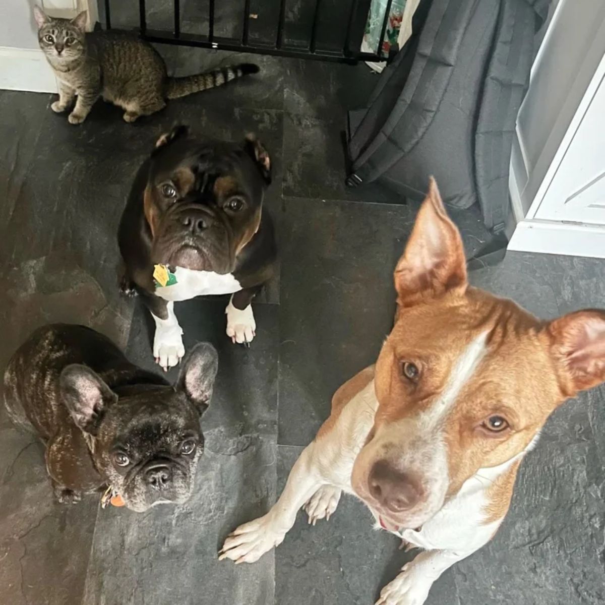 three dogs with cat