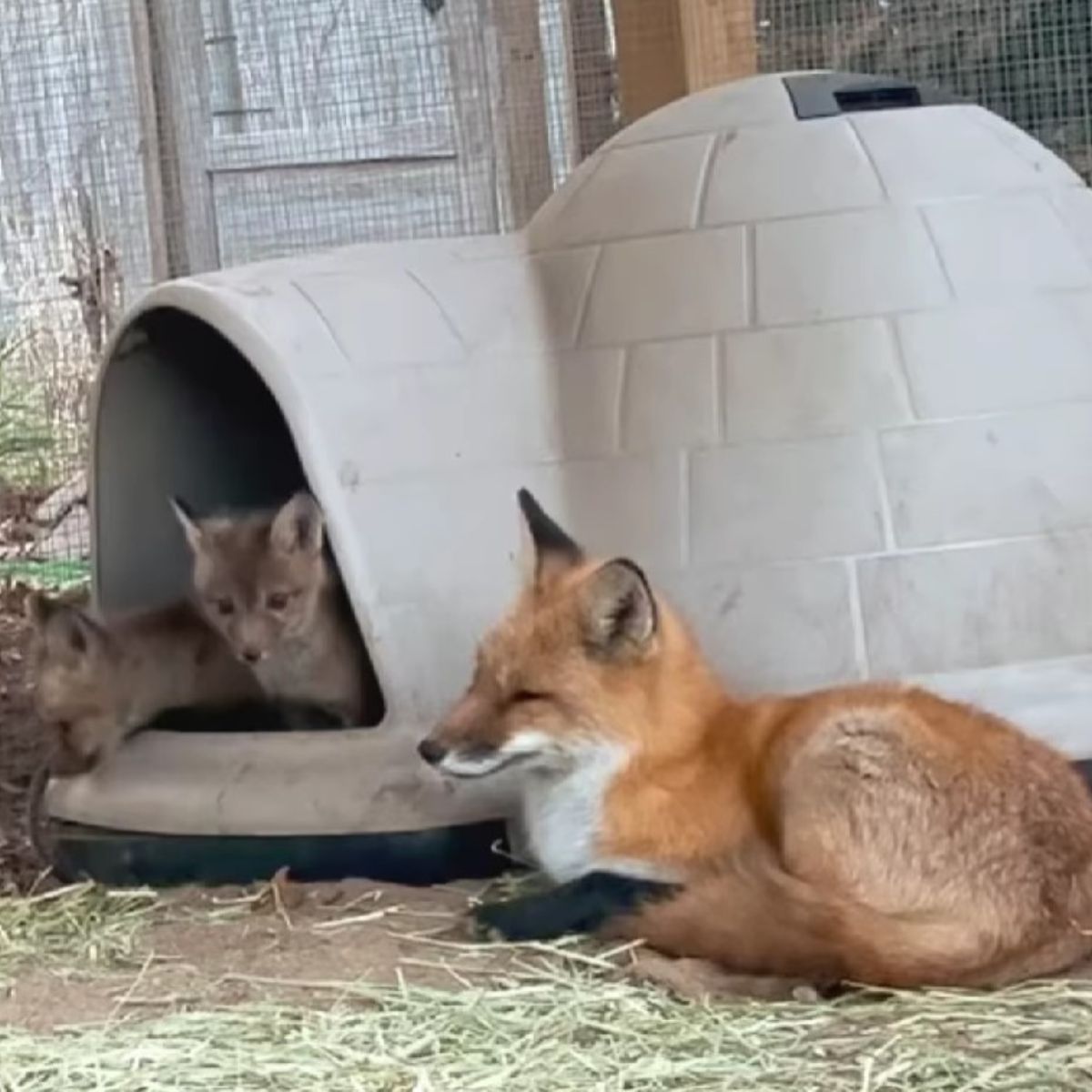 three foxes outside