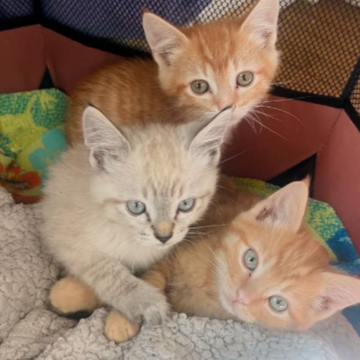 three ginger kittens