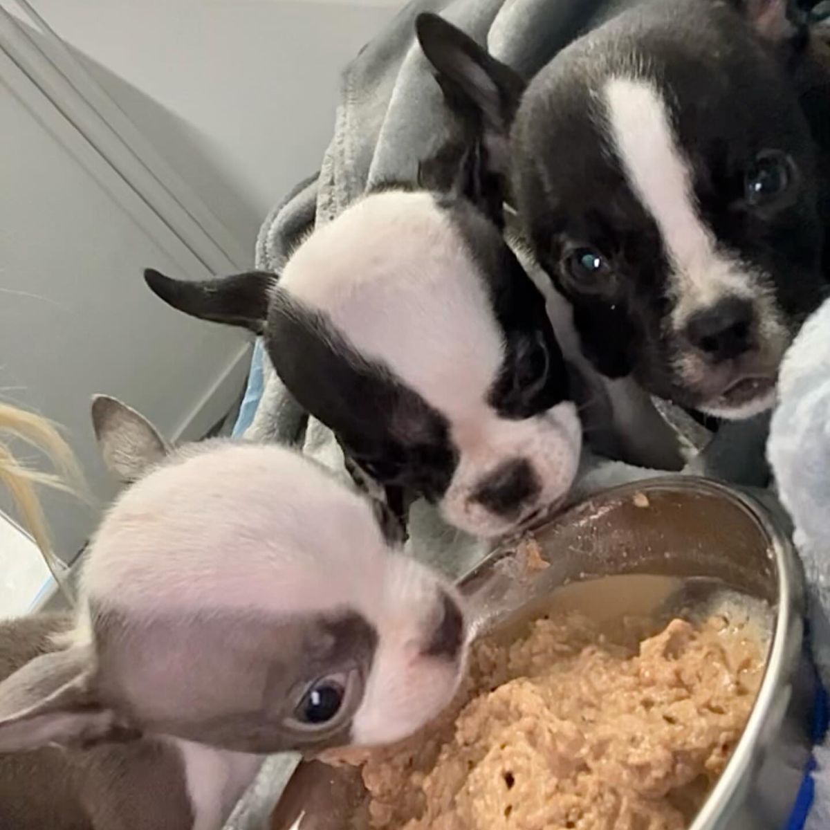 three little dogs are eating