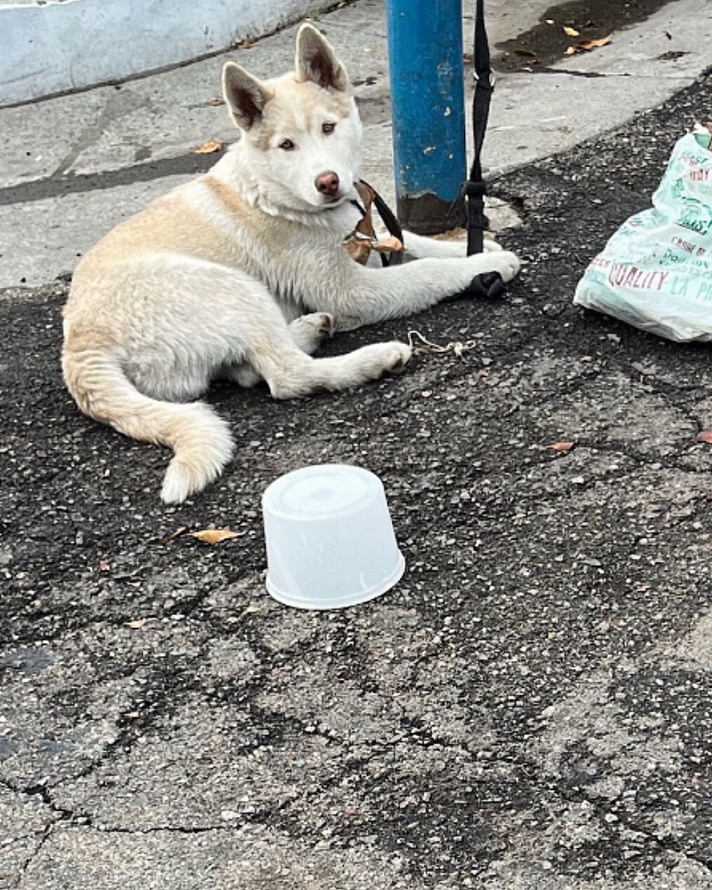 tied dog