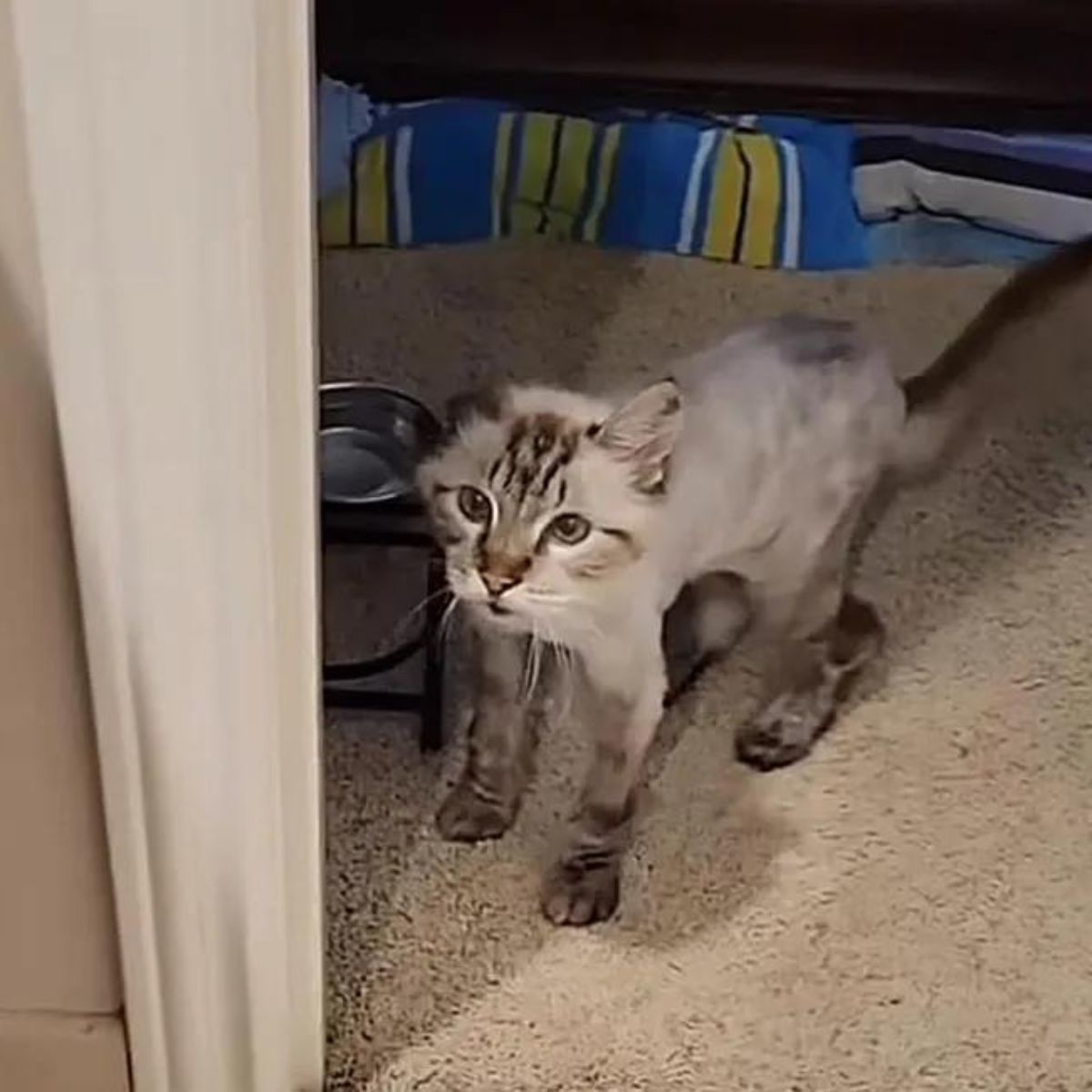 tiny white cat