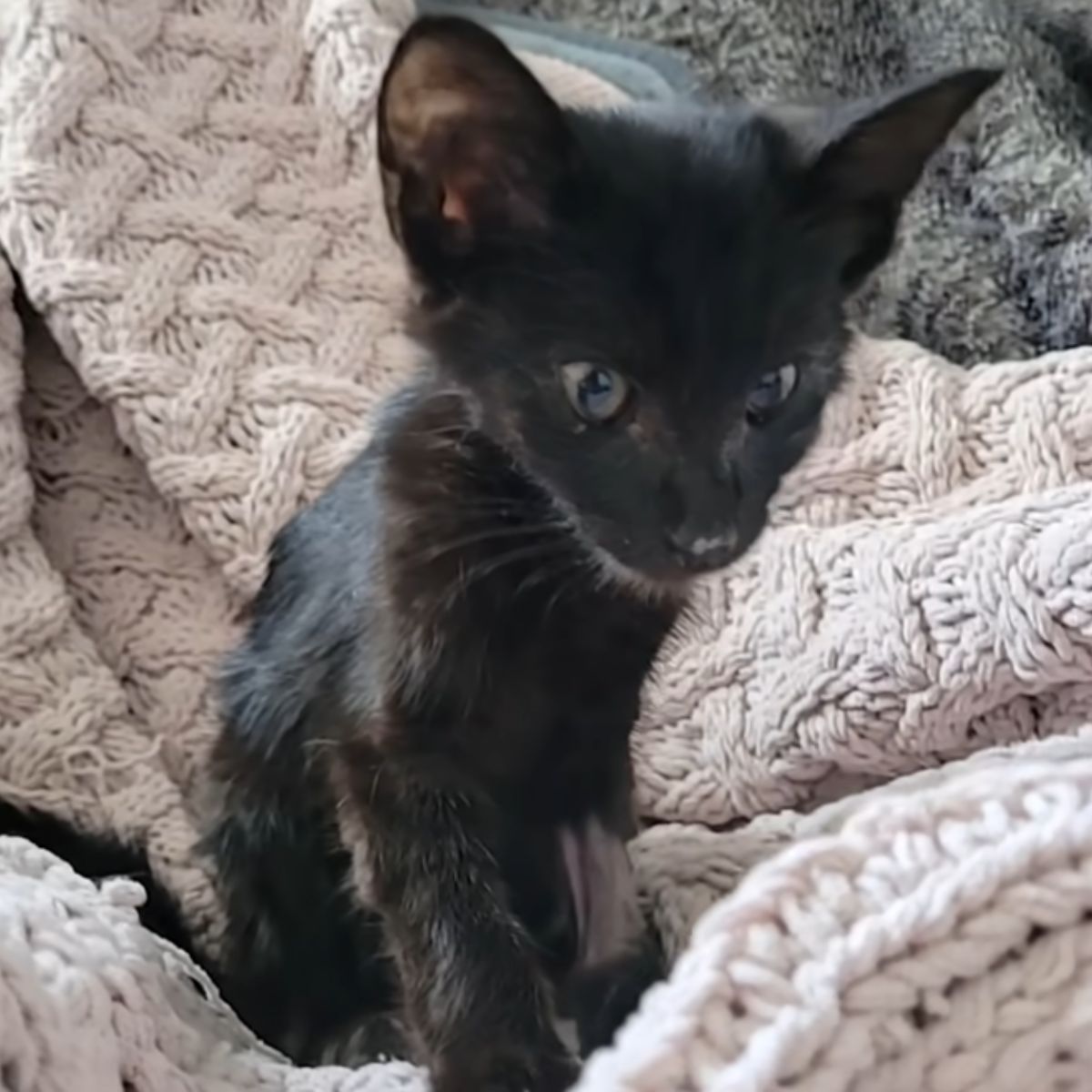 tiny black kitten