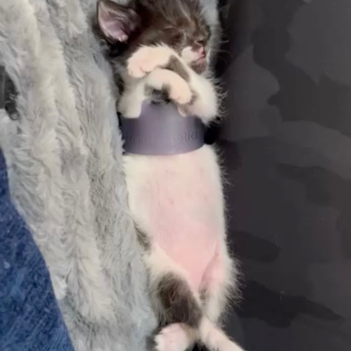 tiny cat sleeping