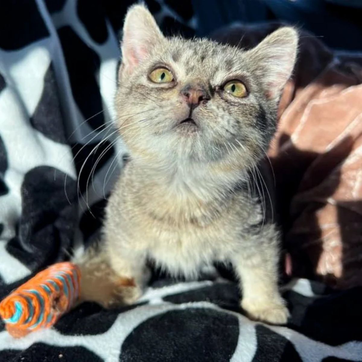 tiny cat with toy