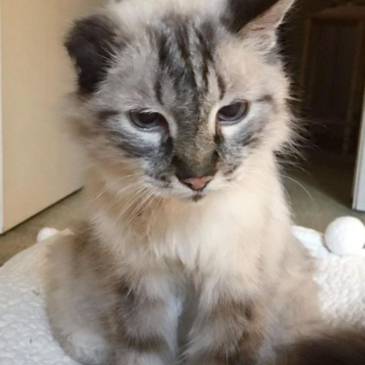 tiny cats face