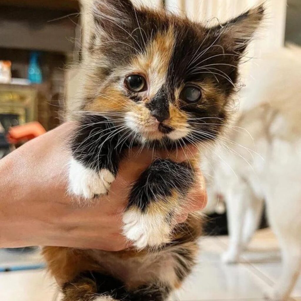 tiny fragile kitten