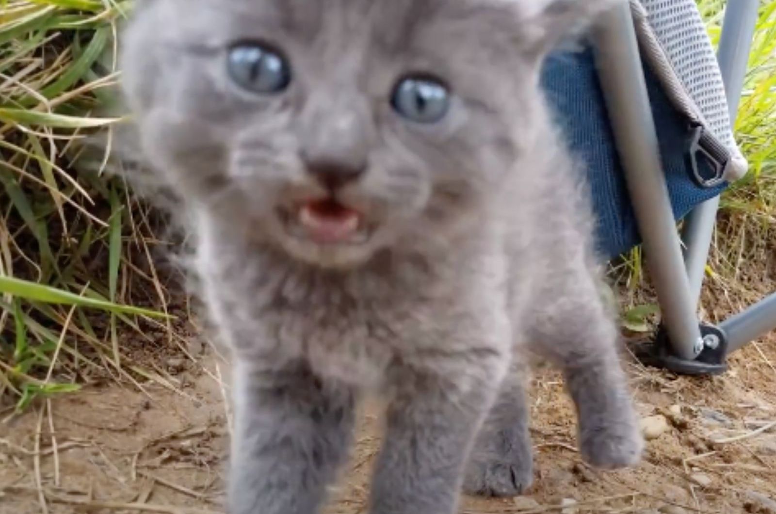 tiny gray kitten