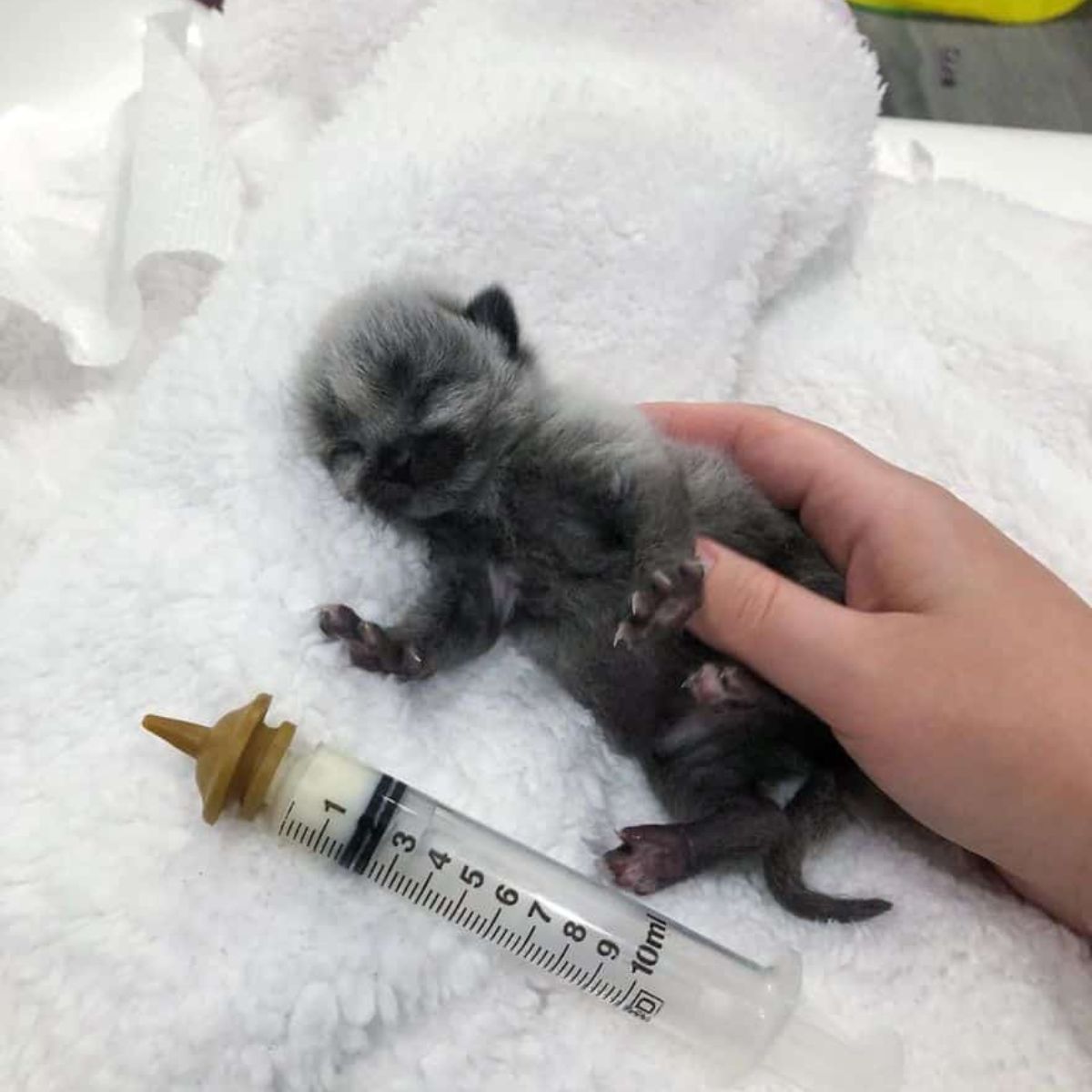 tiny kitten
