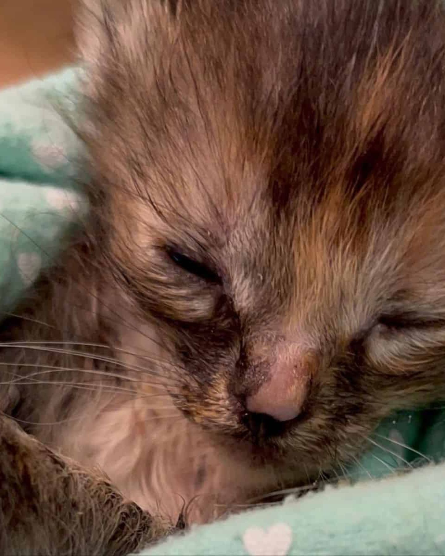 tiny kitten