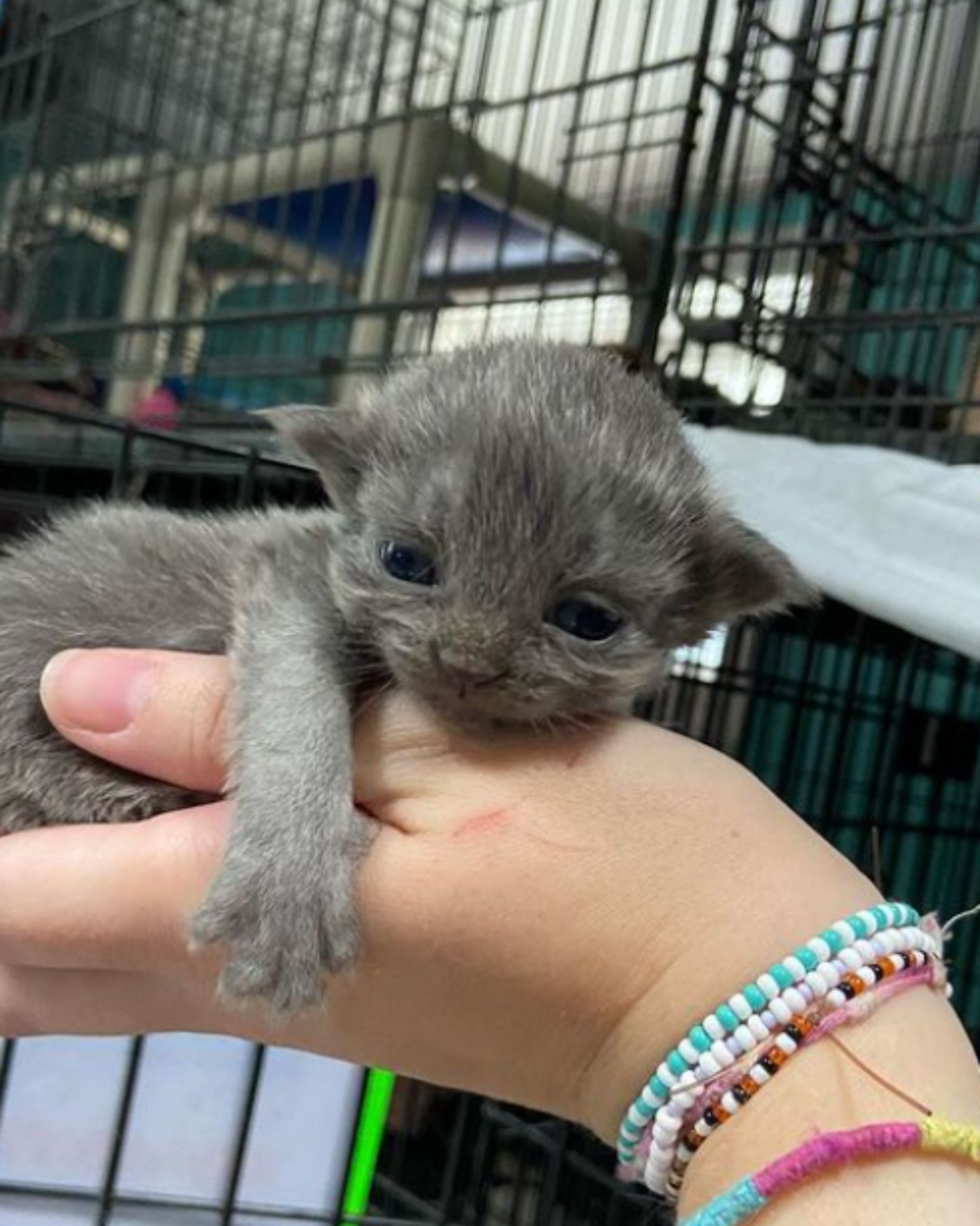 tiny kitten held in hand