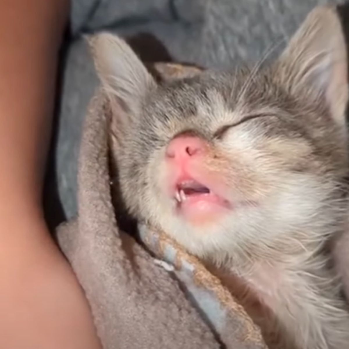 tiny kitten sleeping