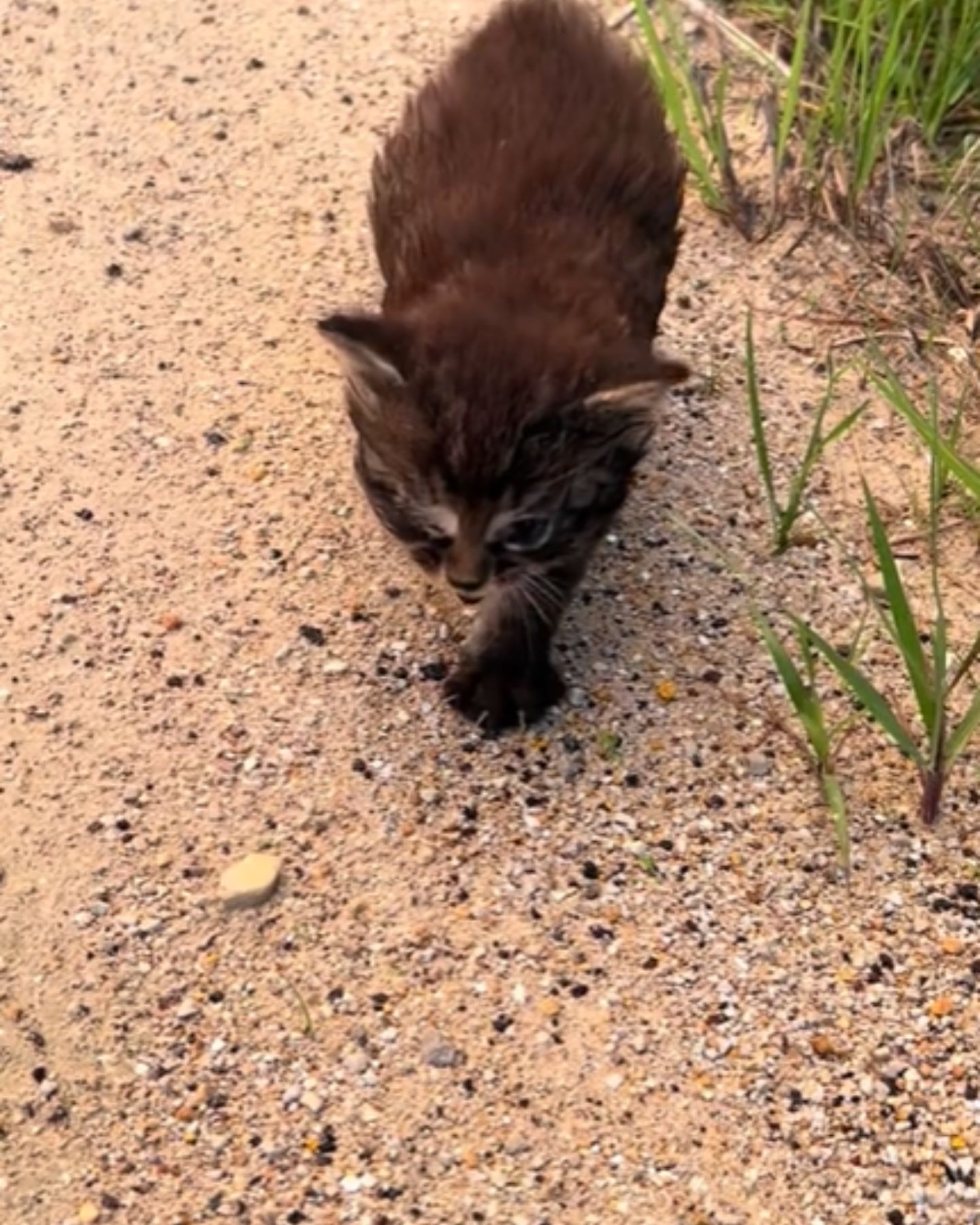 tiny kitten walking