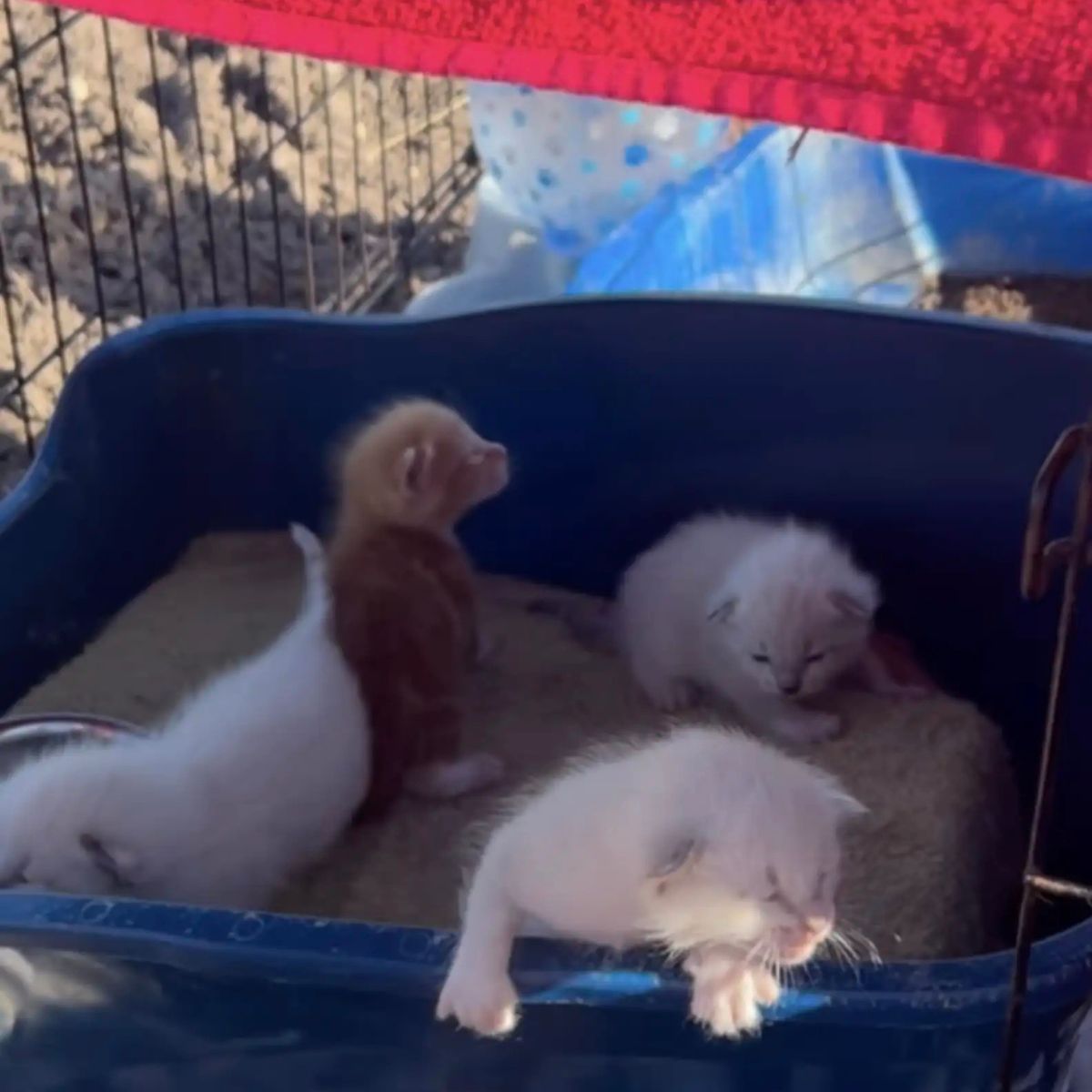 tiny kittens