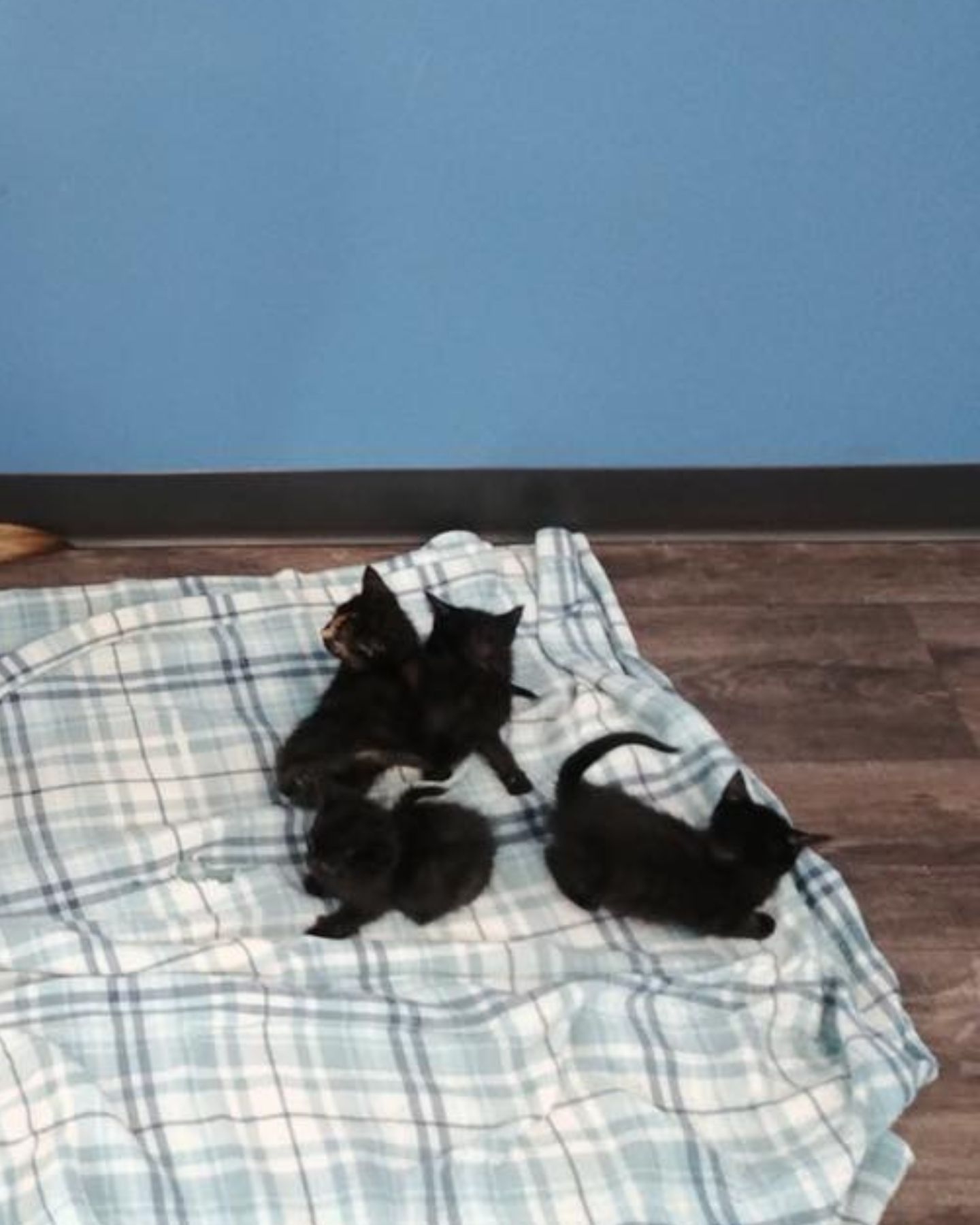 tiny puppies
