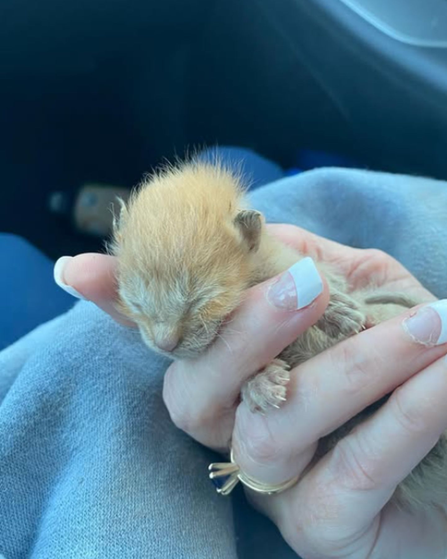 tiny rescued kitten