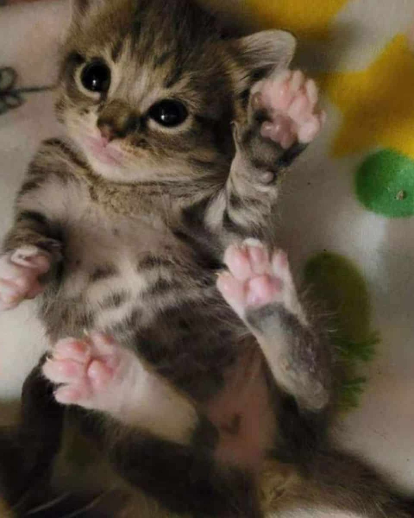tiny tabby cat