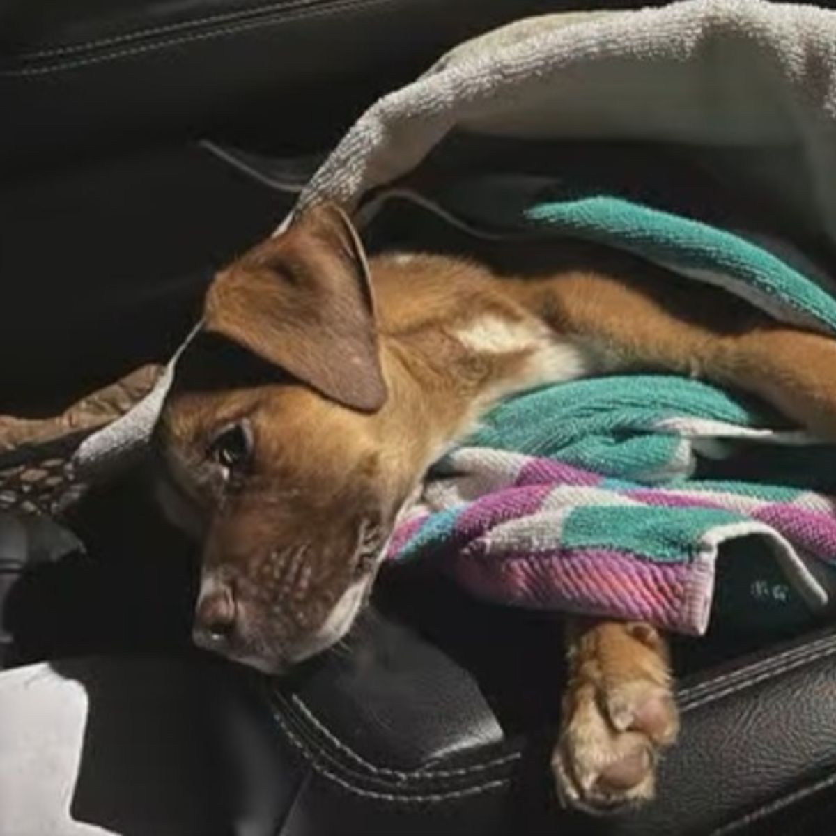 tired dog