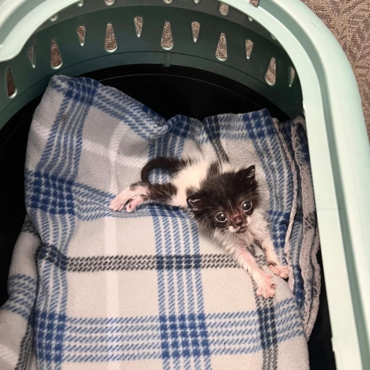 too small a kitten in a carrier