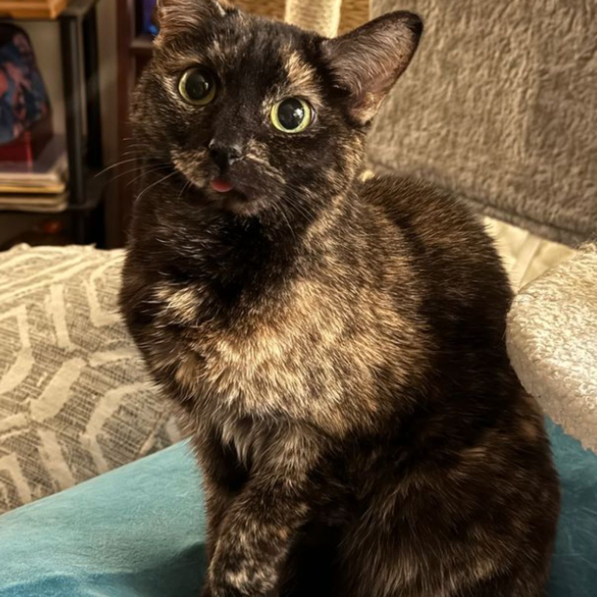tortie cat