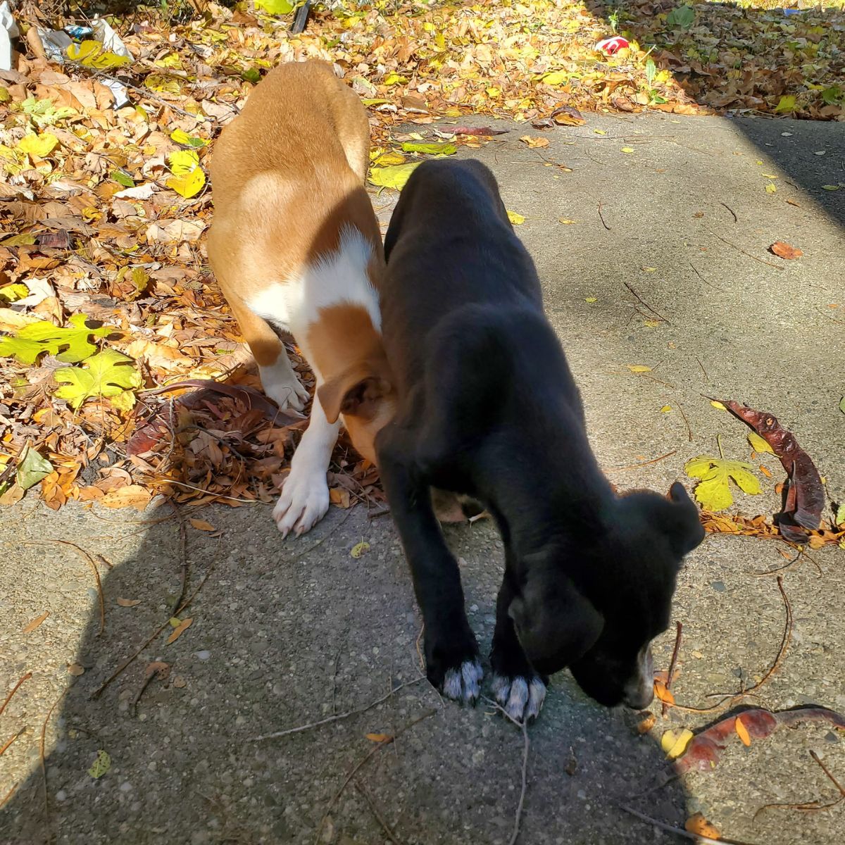 two abandoned dogs