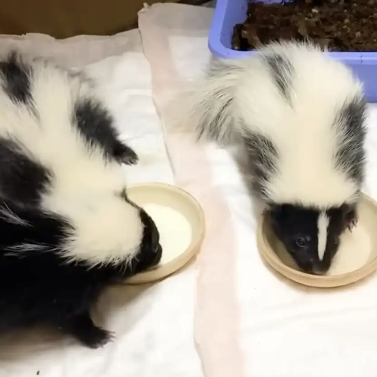 two baby skunks eating