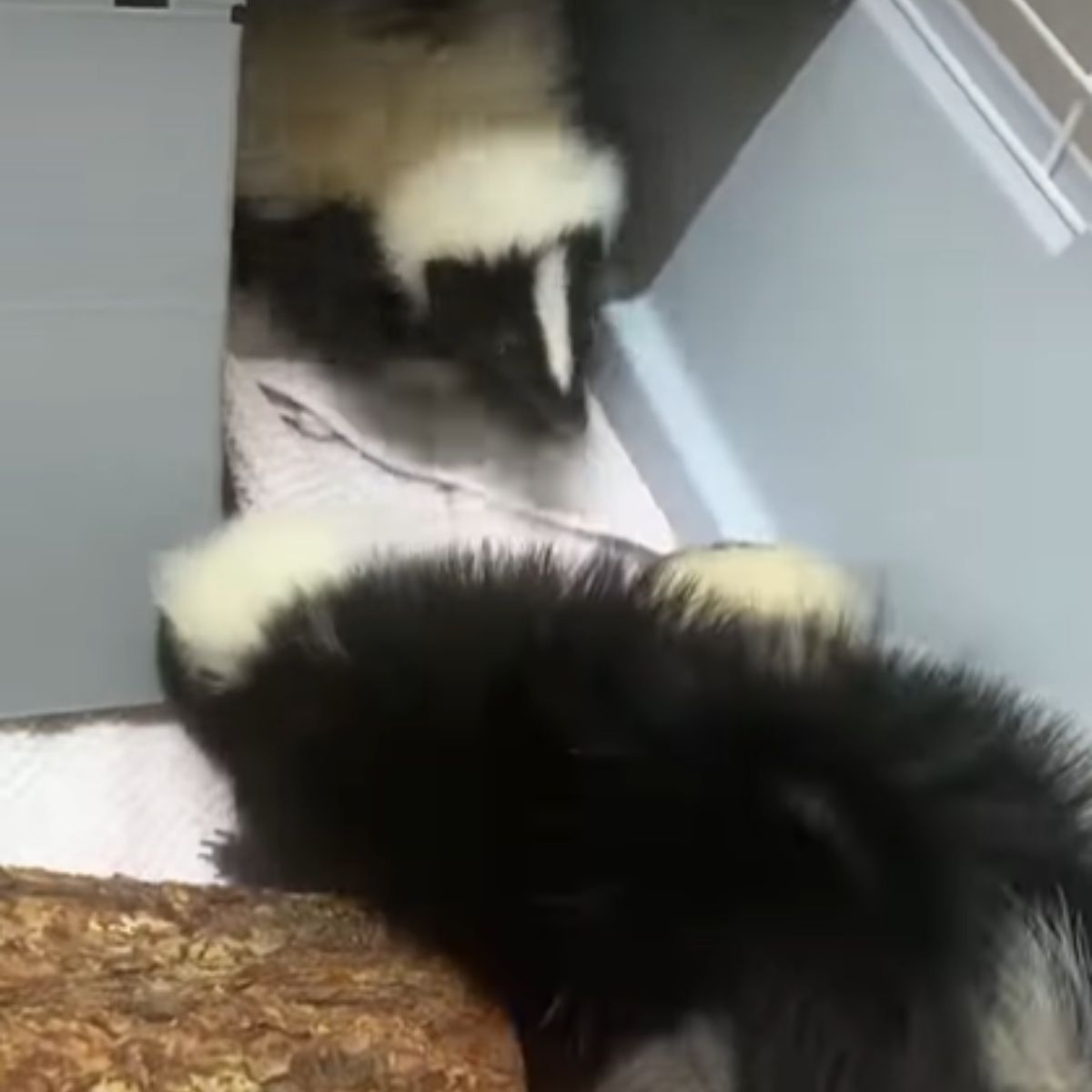 two baby skunks