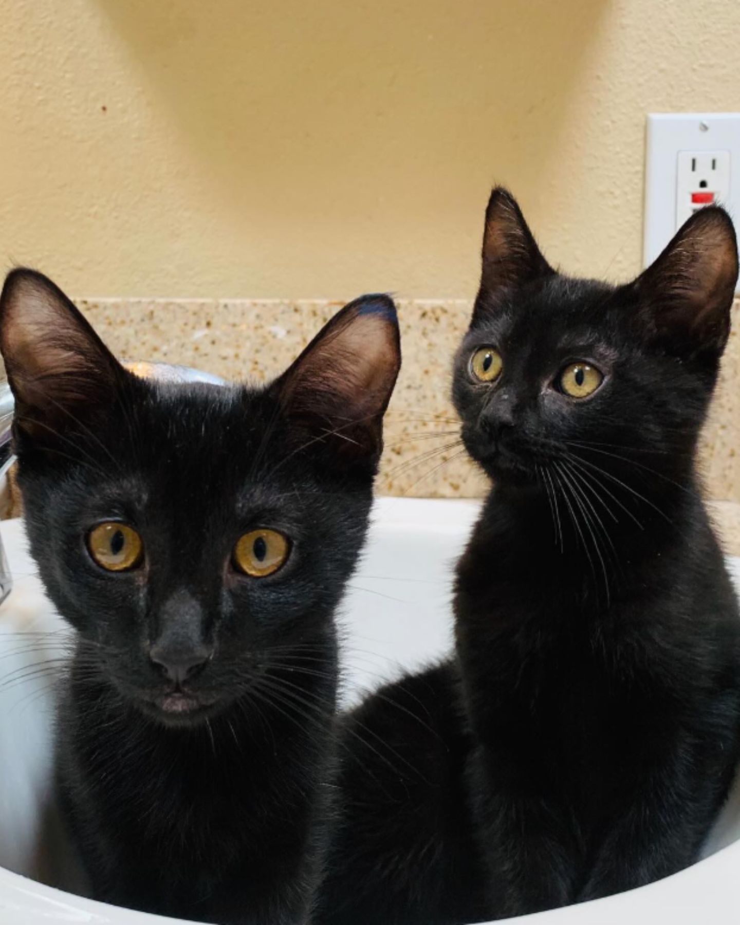 two black cats