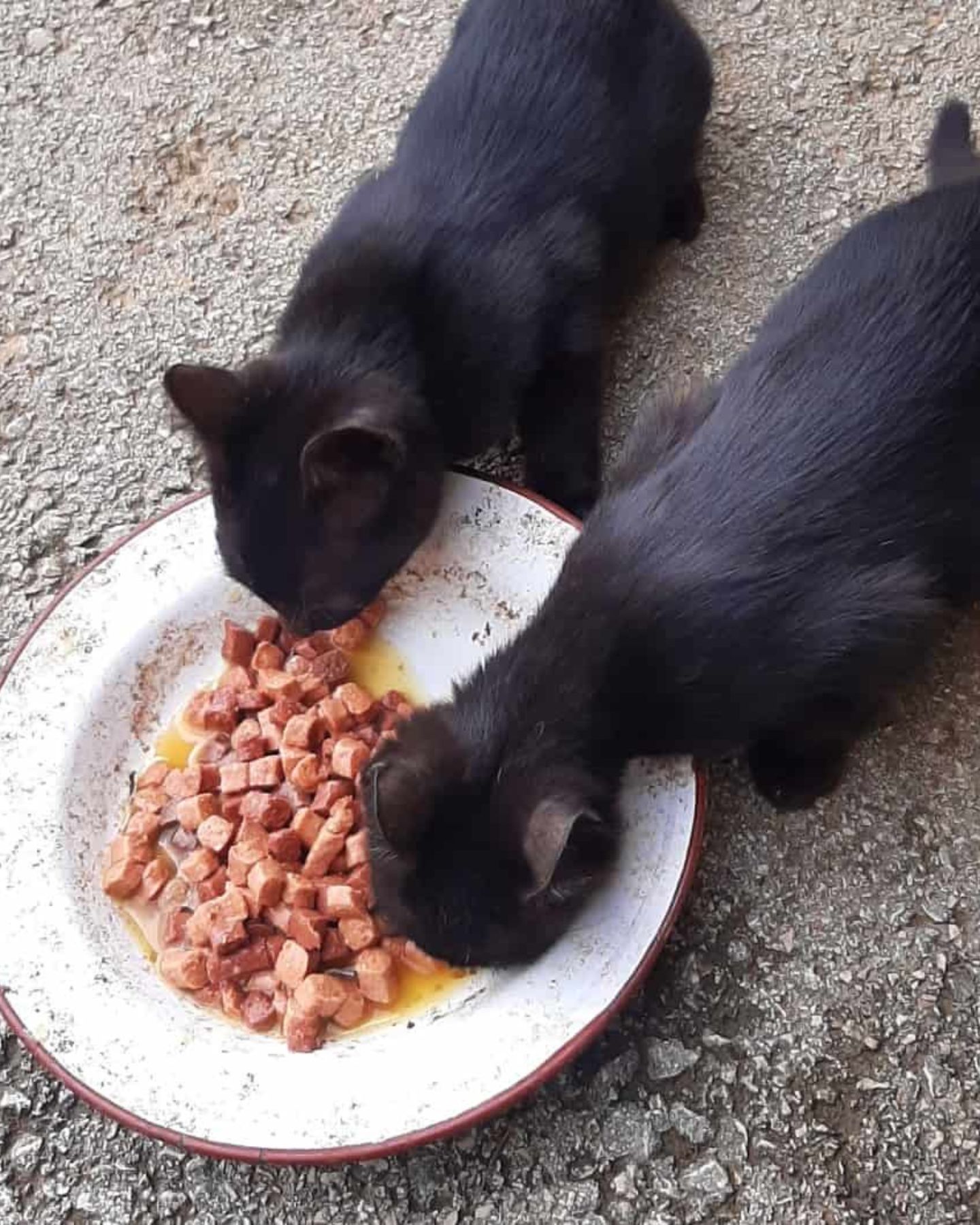 two black cats eating