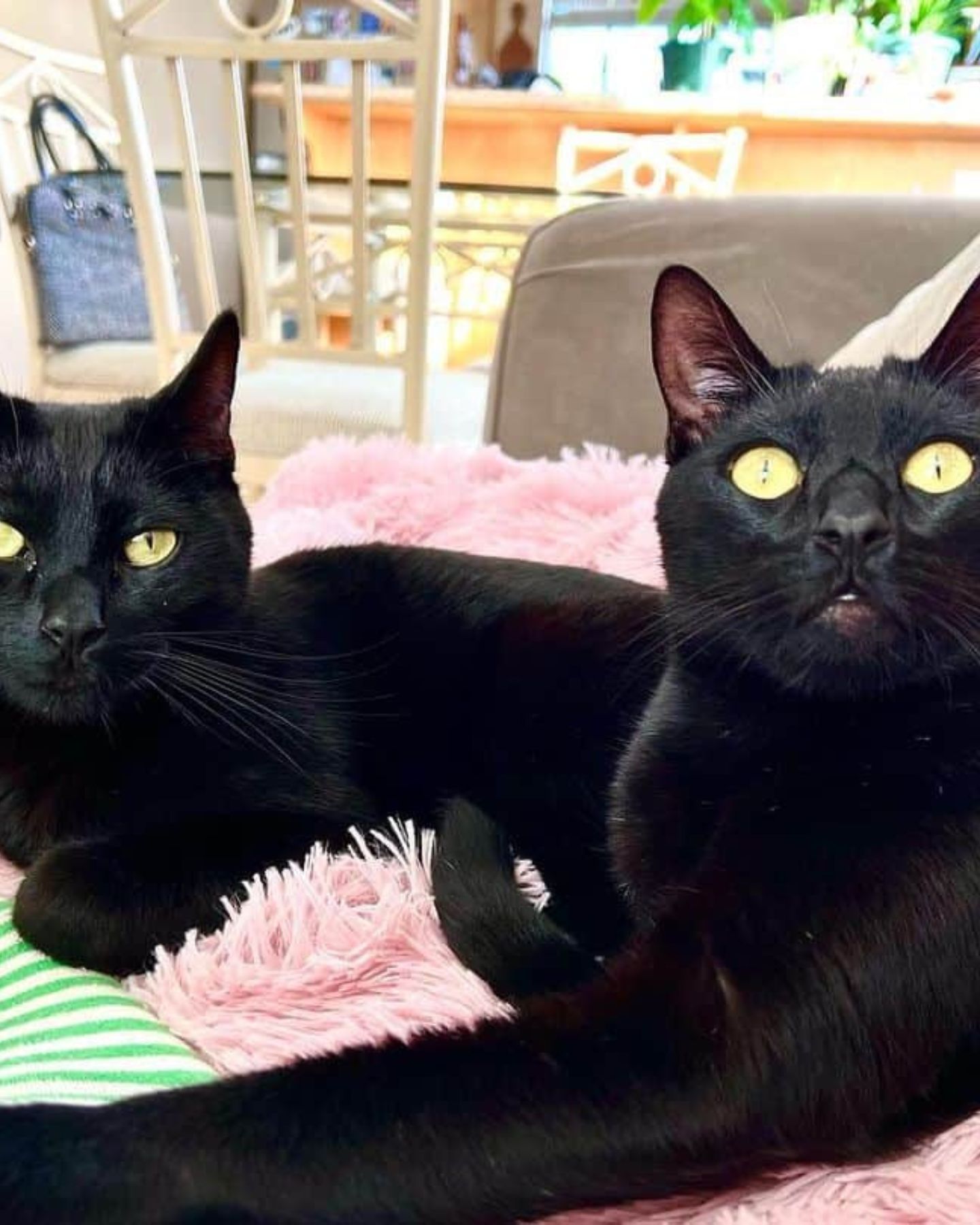 two black cats lying