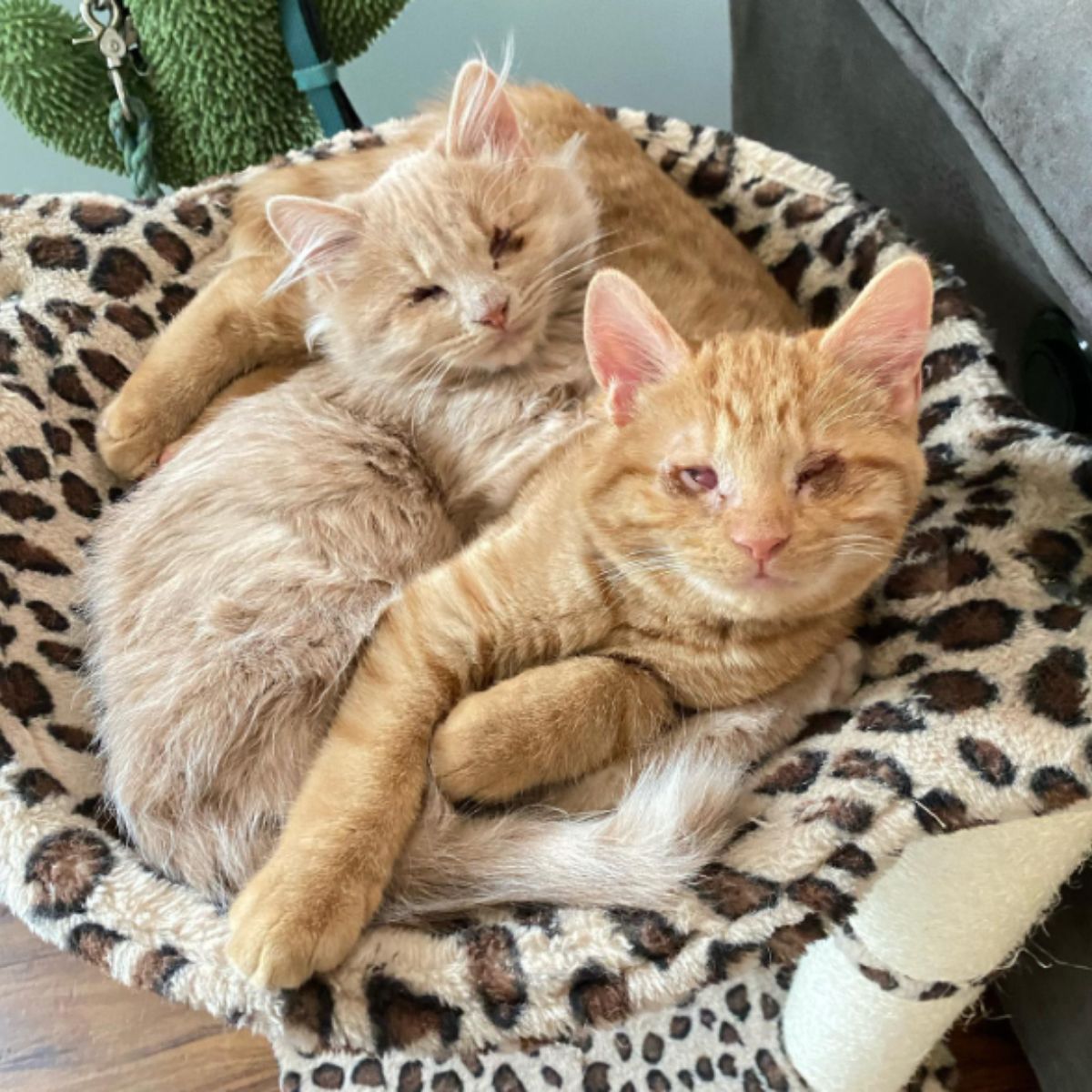 two blind cats in cat bed
