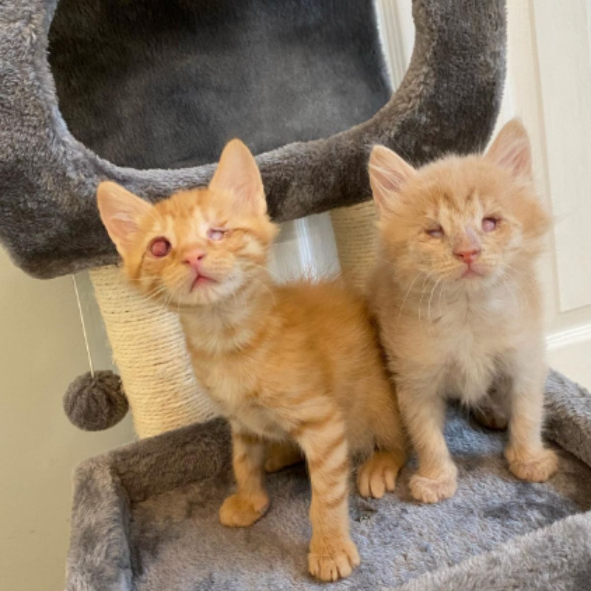 two blind cats on cat tree