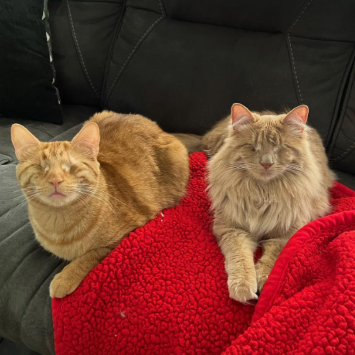 two blind cats sitting on a couch