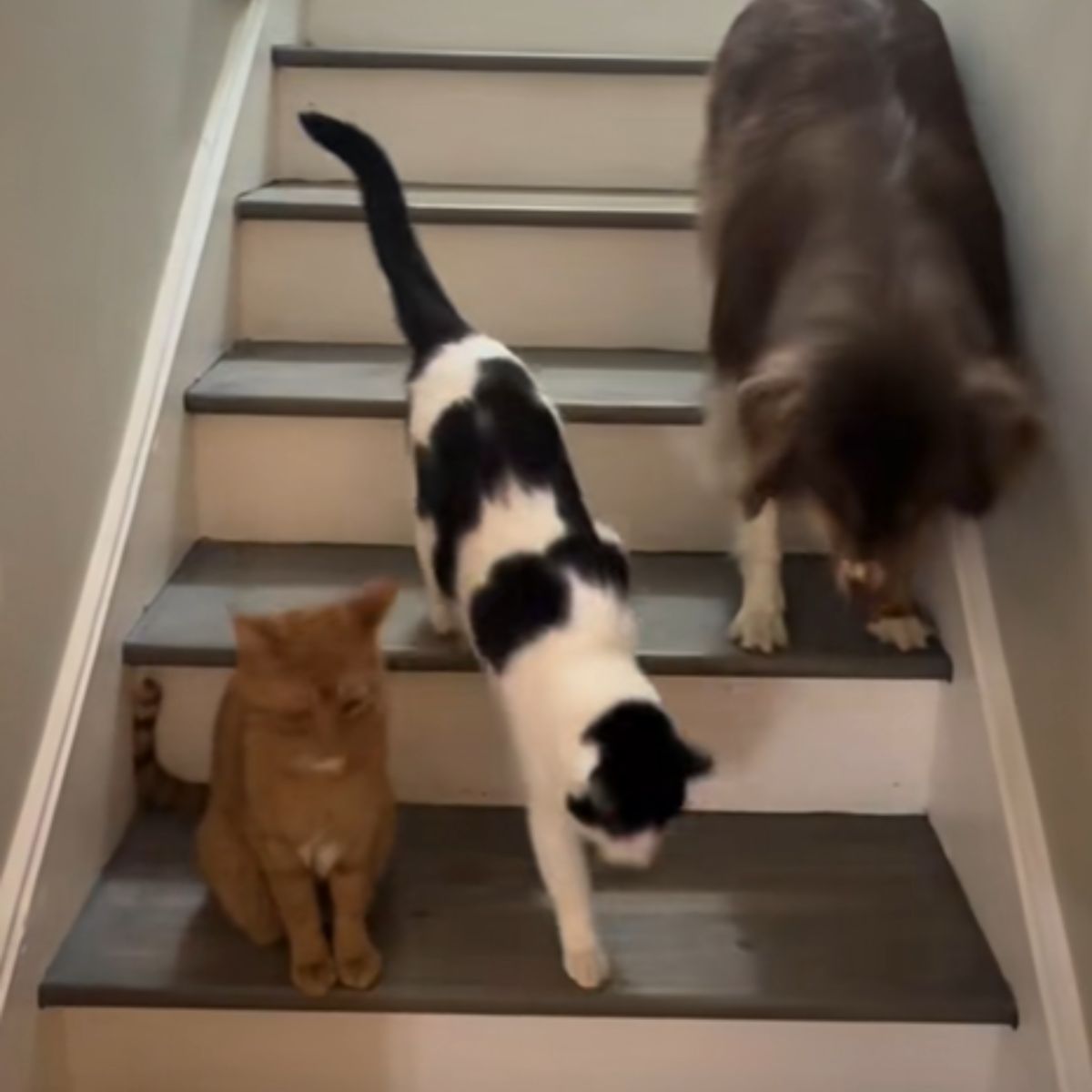 two cats and dog