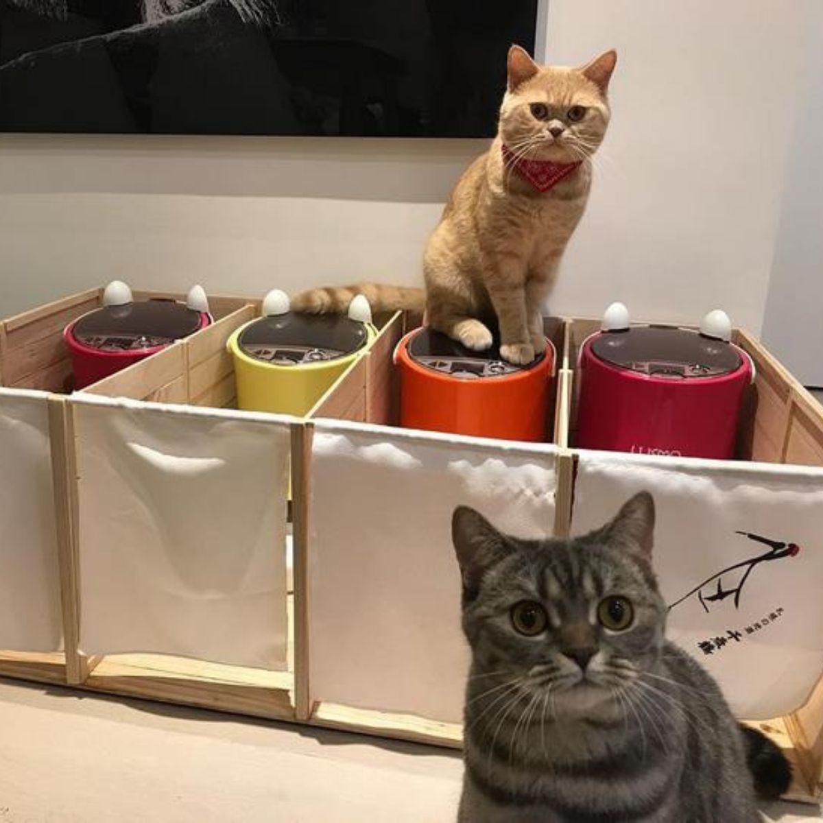 two cats are playing