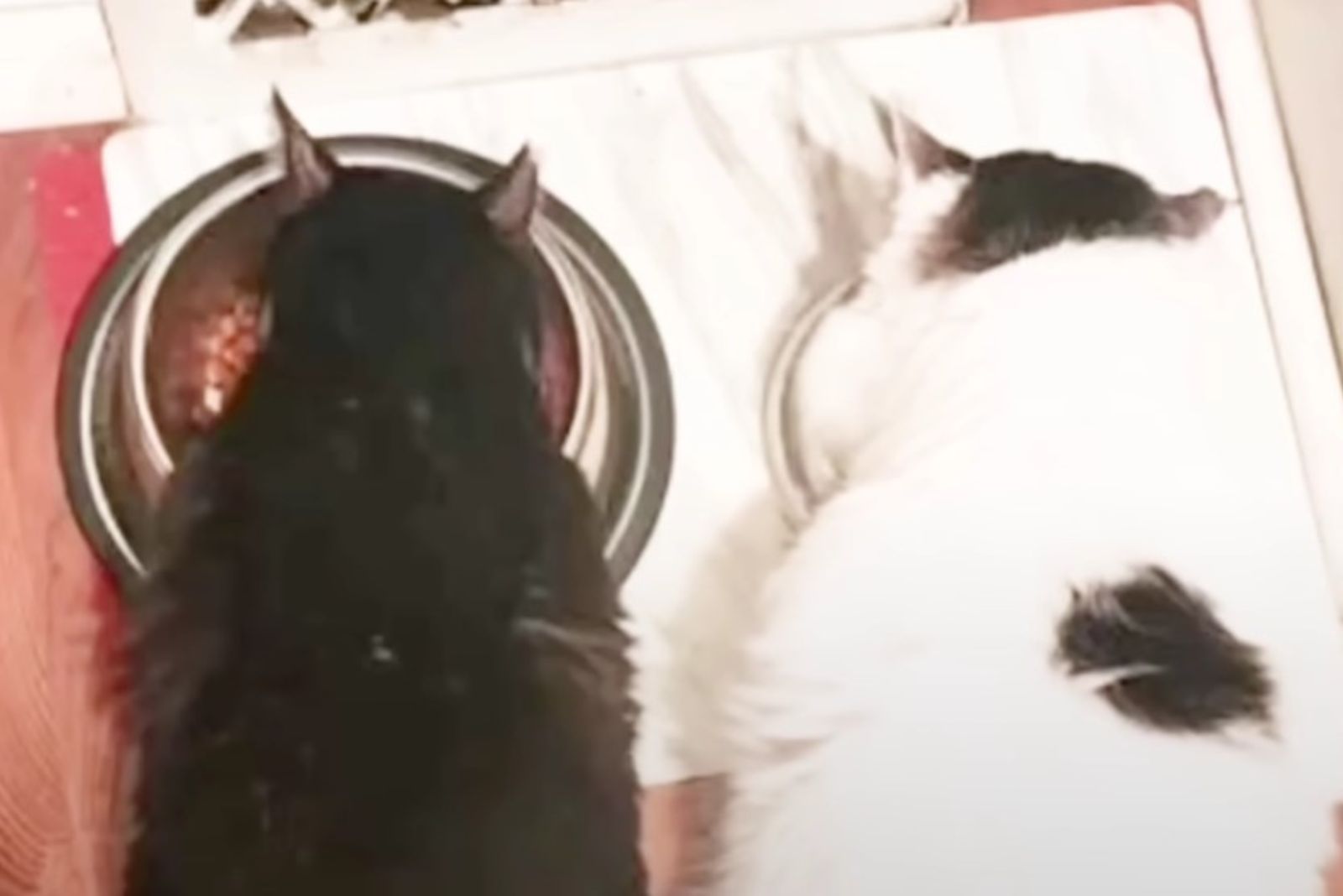 two cats eating