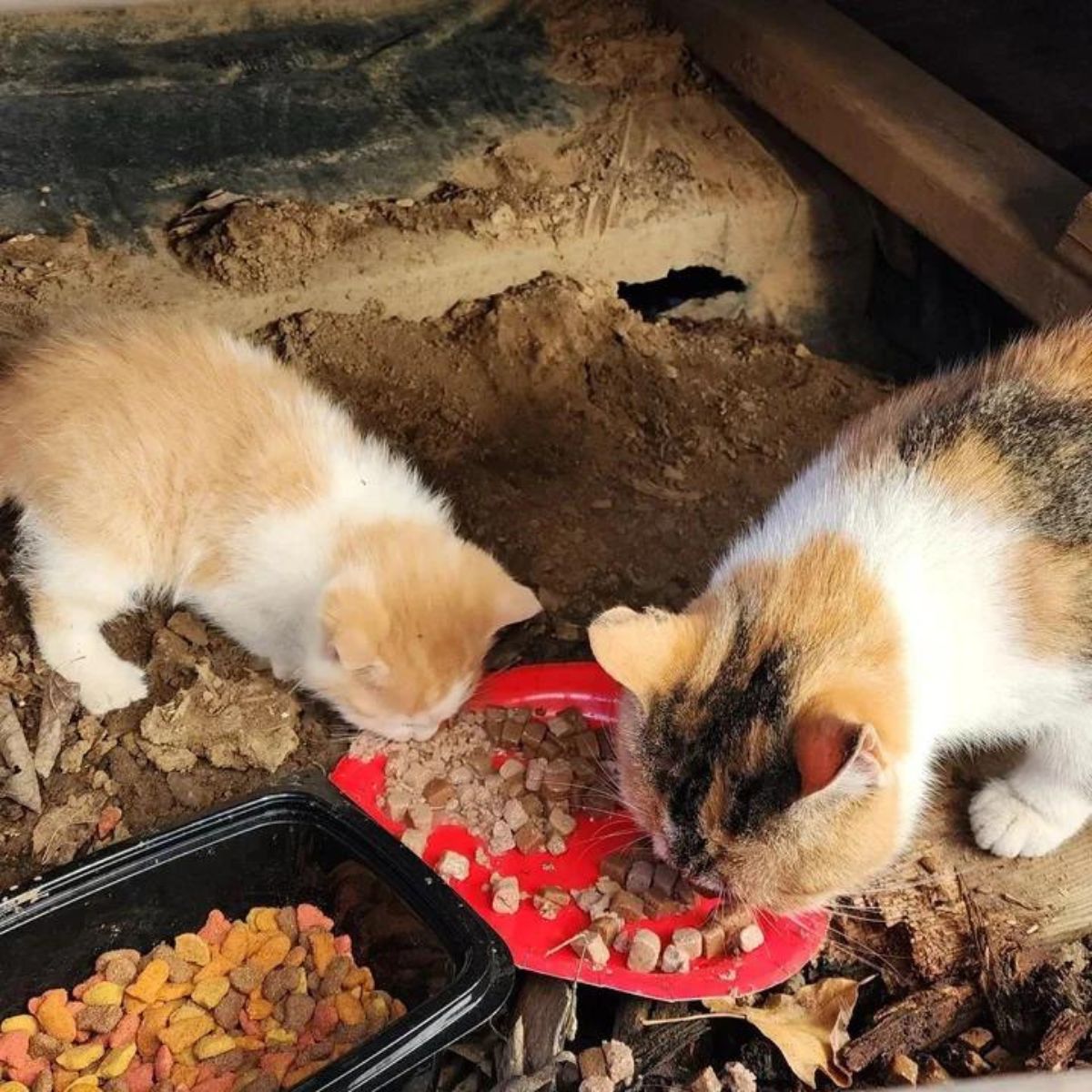 two cats eating