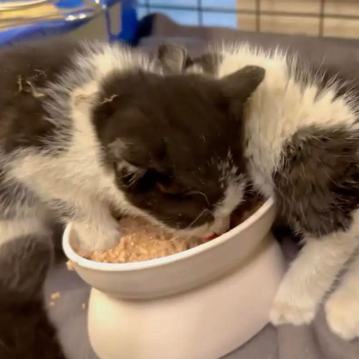 two cats eating
