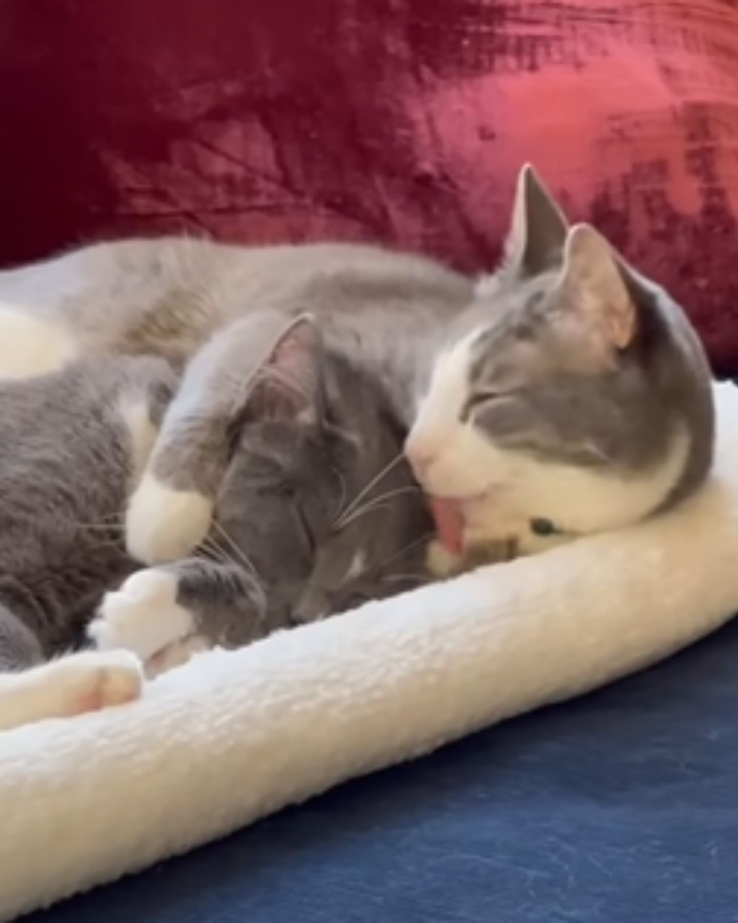 two cats hugging