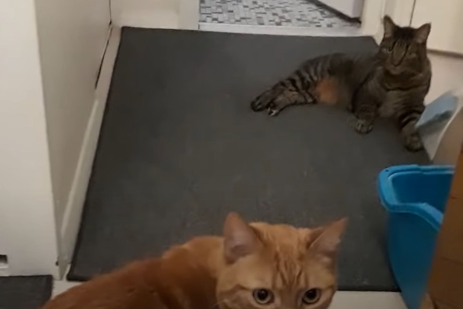 two cats in hallway