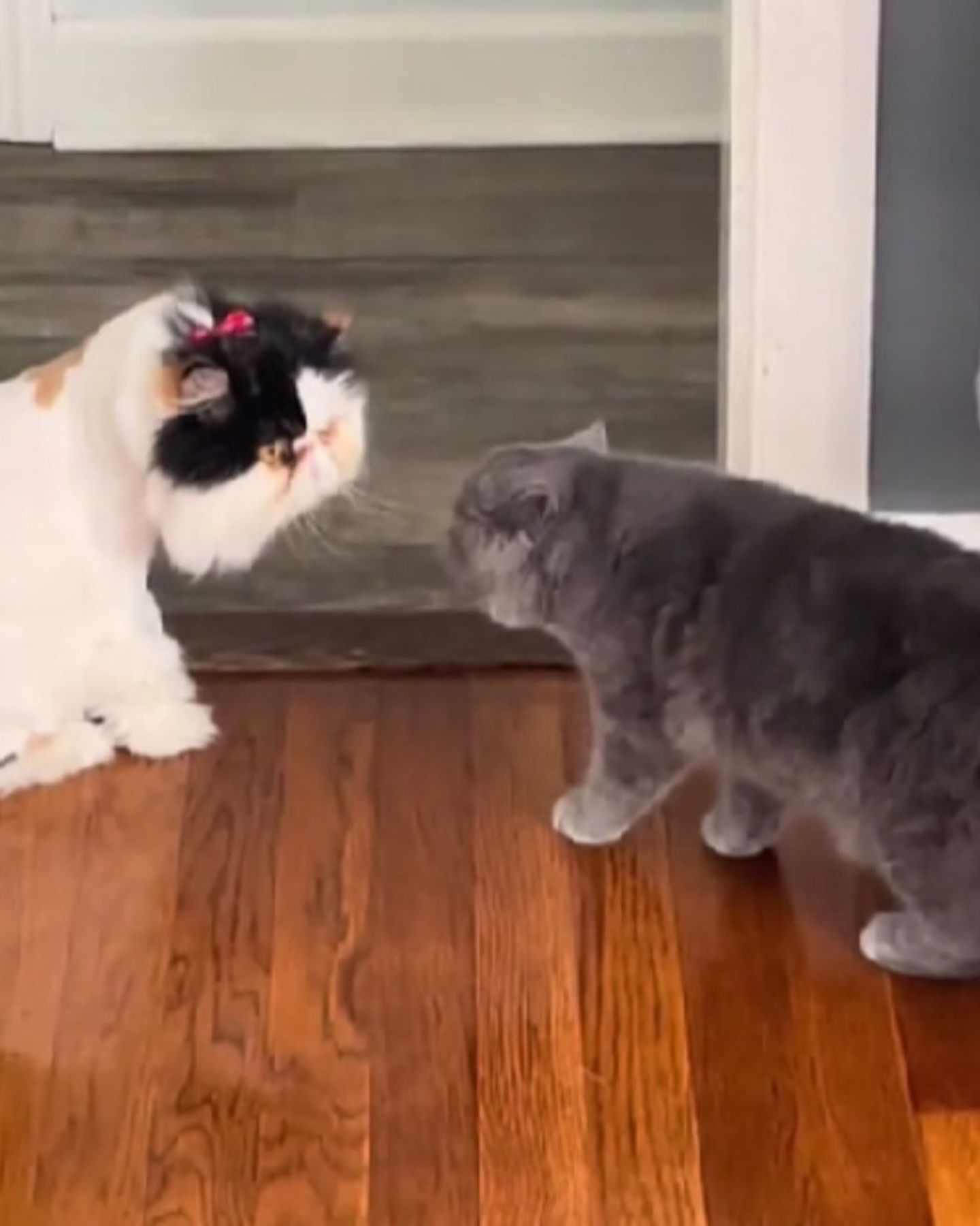 two cats looking at each other