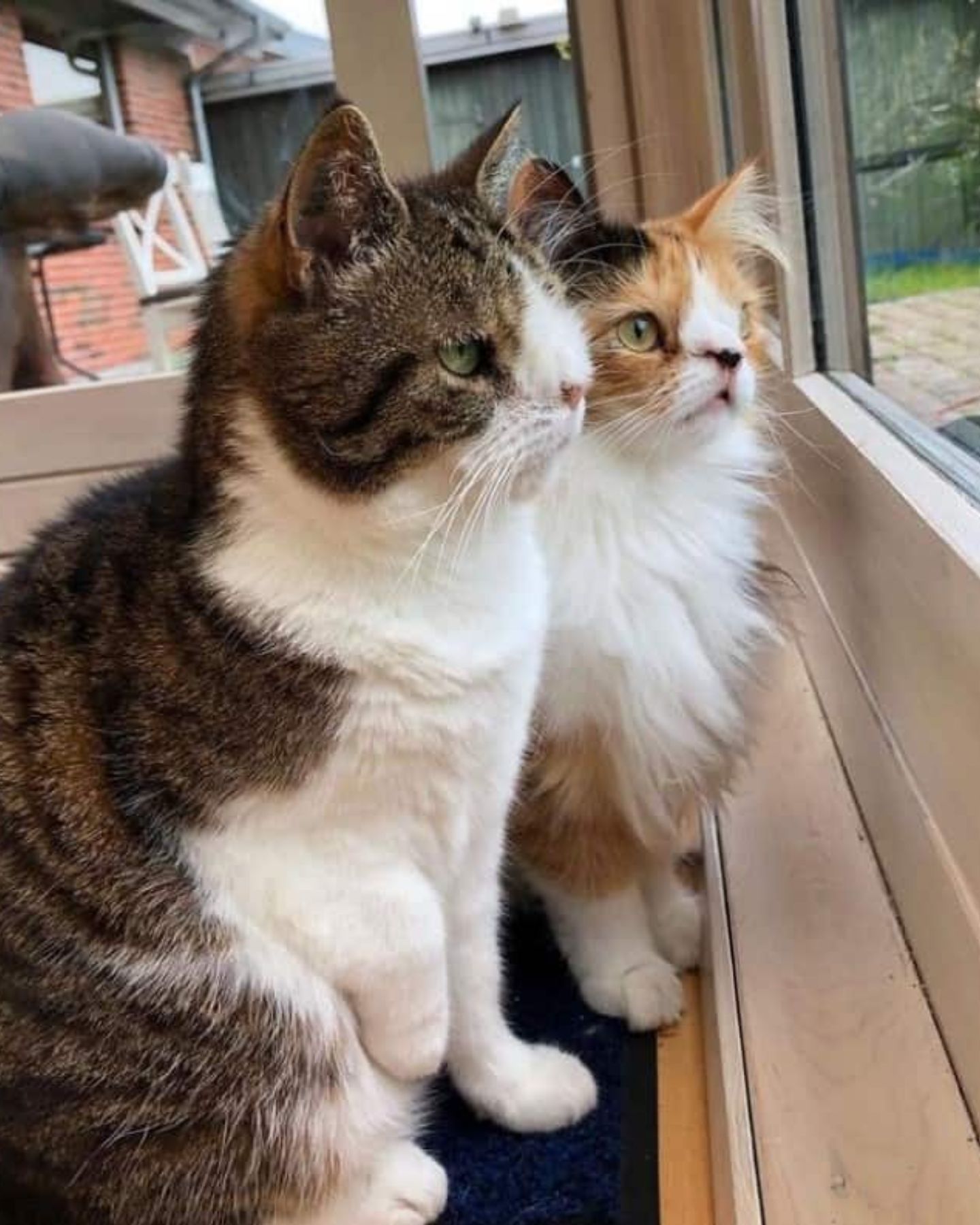 two cats looking out the window