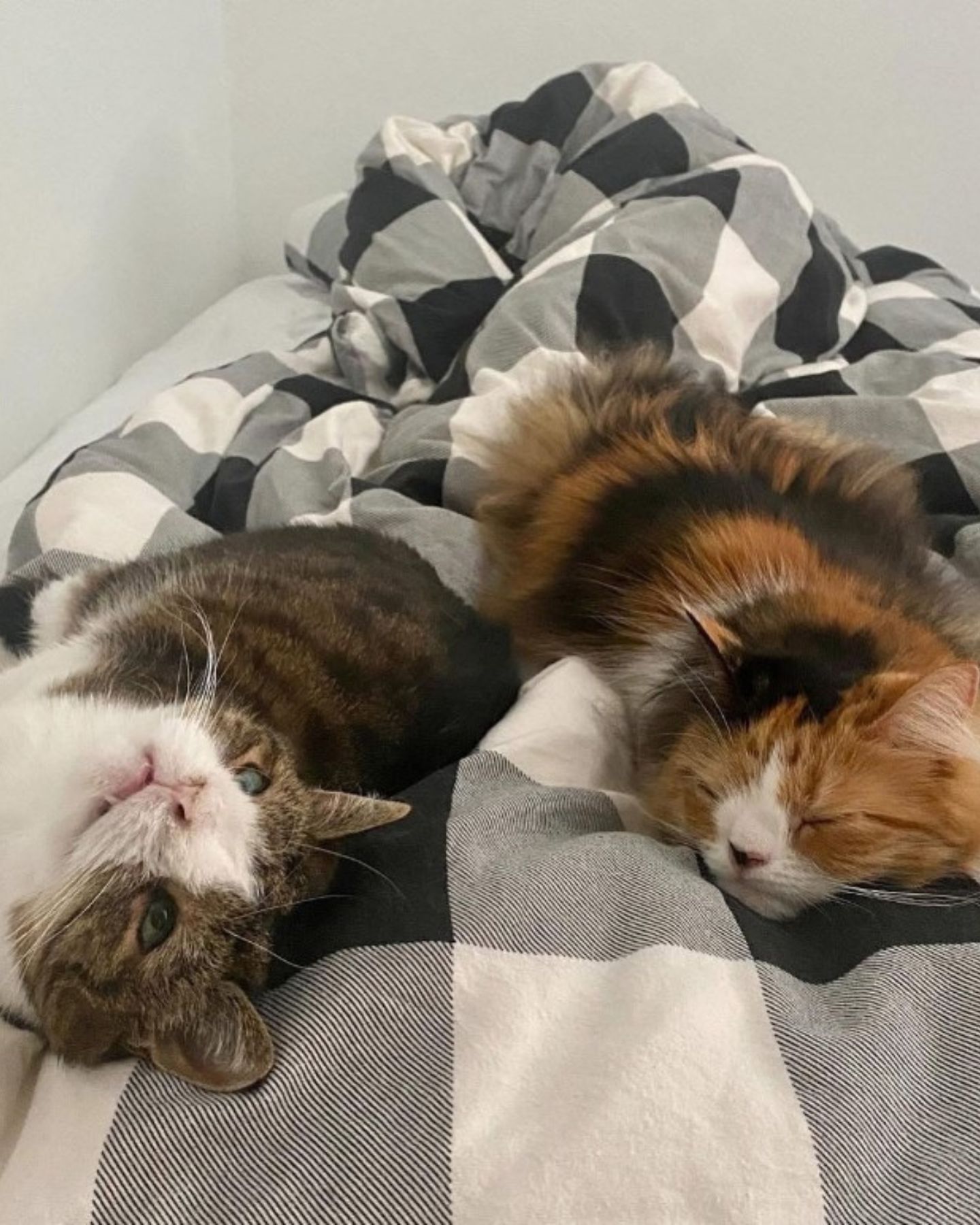 two cats lying in bed
