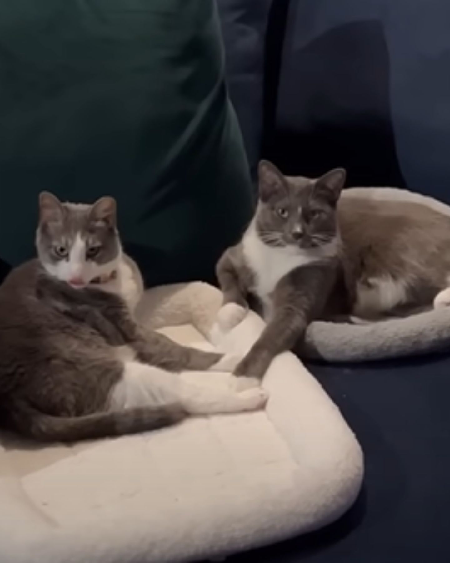 two cats lying next to each other