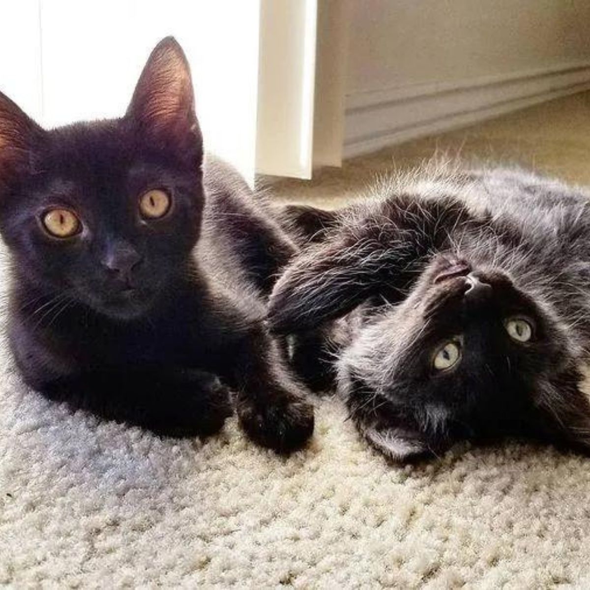 two cats lying on the floor