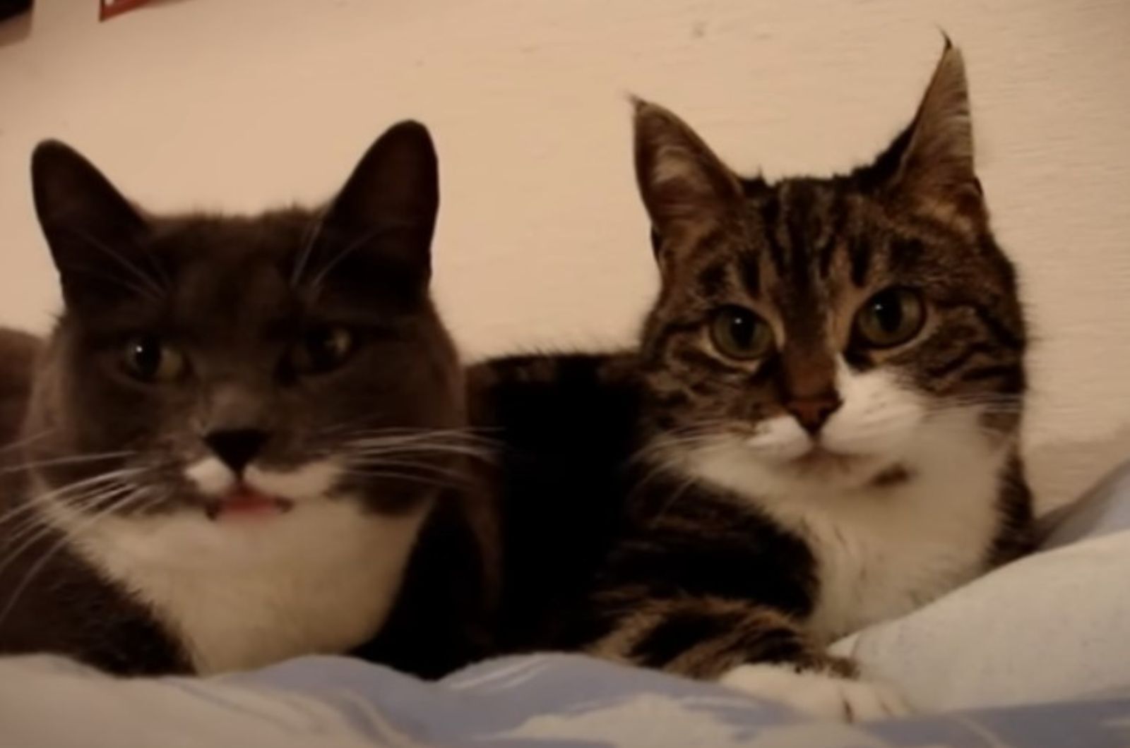 two cats lying together
