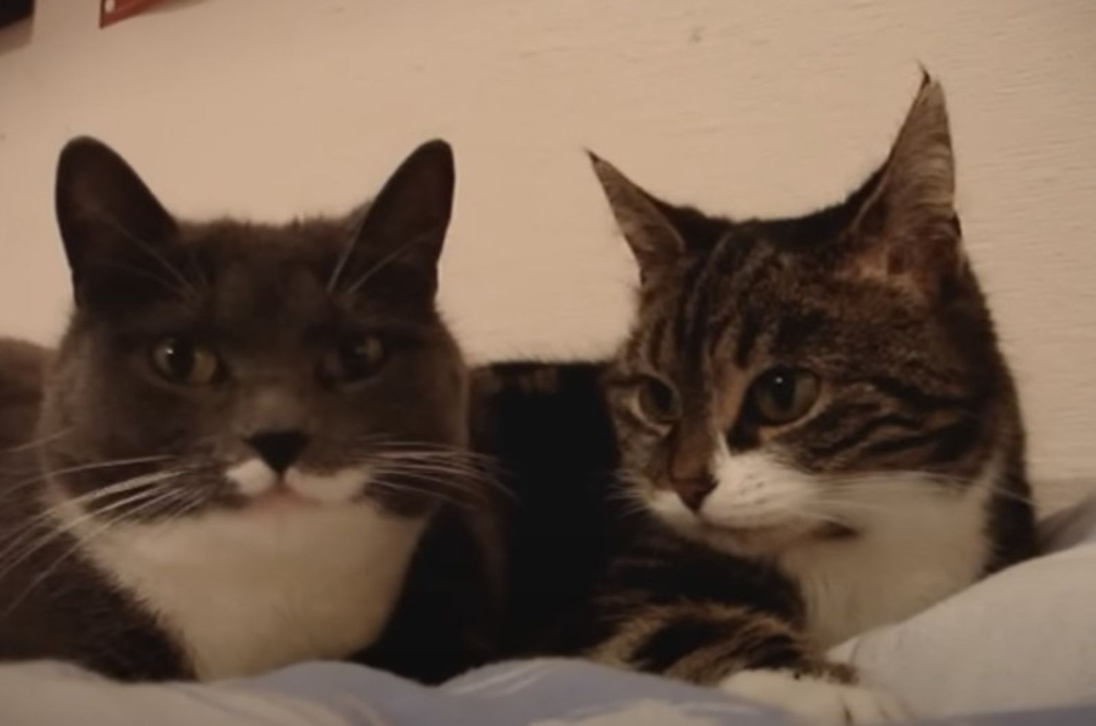two cats next to each other
