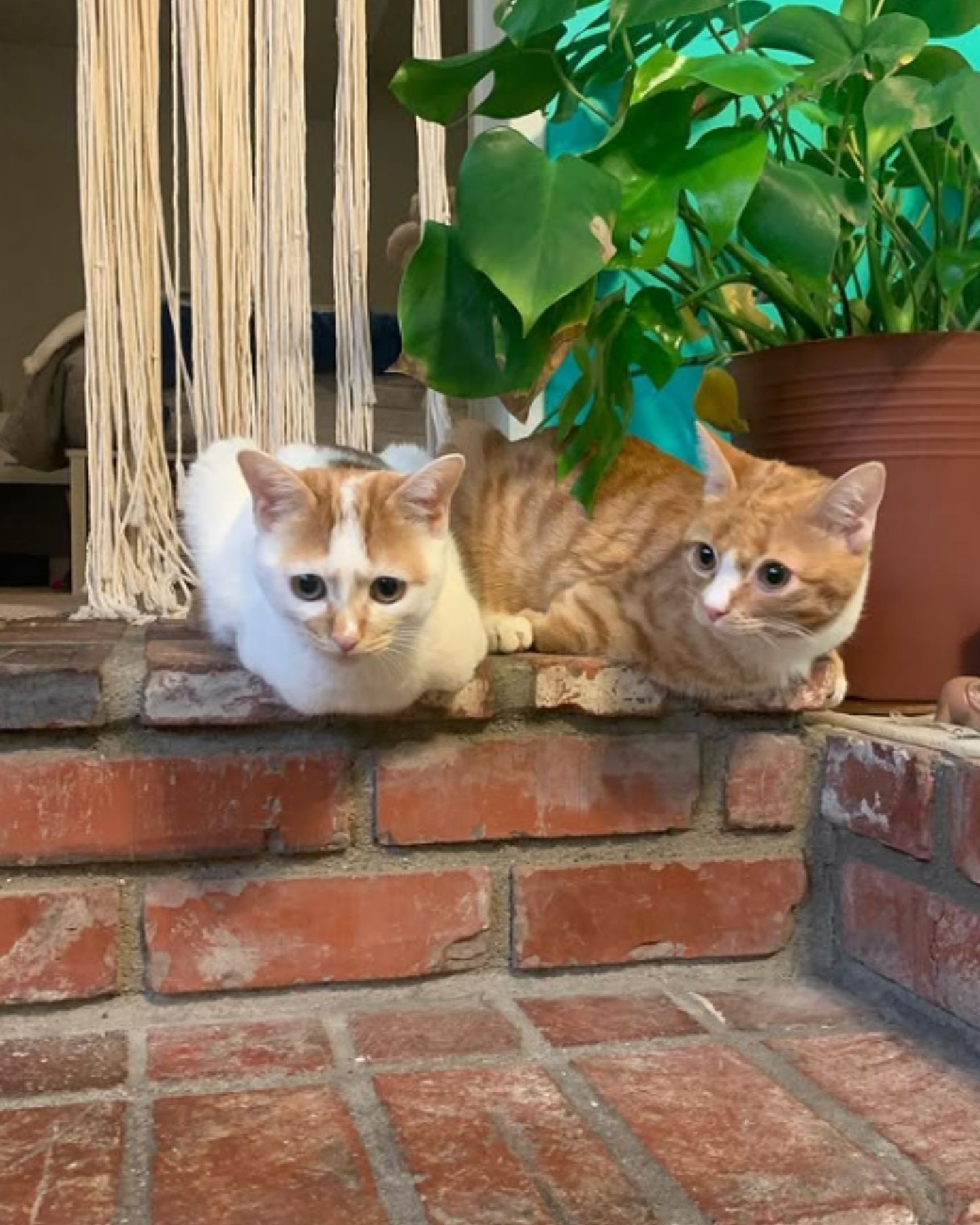 two cats on brick wall