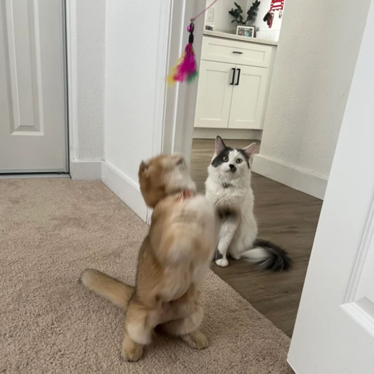 two cats playing with toy