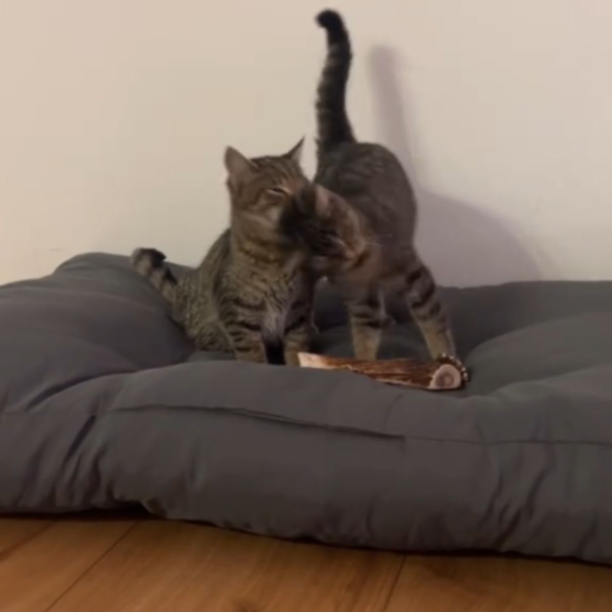 two cats playing